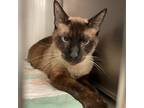Adopt Smoke Bomb a Cream or Ivory (Mostly) Siamese / Mixed (short coat) cat in