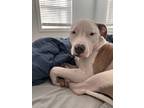 Adopt Lilly a White - with Tan, Yellow or Fawn American Staffordshire Terrier /