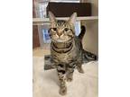 Adopt Tractor a Domestic Shorthair / Mixed cat in Lincoln, NE (41499758)