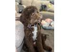 Adopt Brownie a Brown/Chocolate - with White Goldendoodle / Mixed dog in Glen