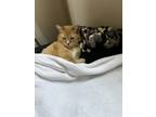 Adopt Ella a Orange or Red Tabby Domestic Mediumhair / Mixed (medium coat) cat