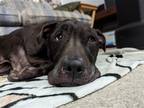 Adopt Skittles a Brown/Chocolate Labrador Retriever / Mixed dog in Franklin