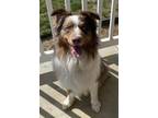 Adopt Dallas a Merle Australian Shepherd / Mixed dog in Princeton, WV (41499723)