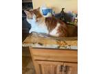 Adopt Carlos a Orange or Red Tabby Tabby / Mixed (medium coat) cat in Montrose
