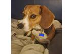 Adopt Violet a Brown/Chocolate - with White Beagle / Mixed dog in Lagrange