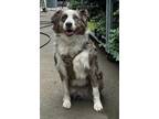 Adopt Tucker a Merle Australian Shepherd / Mixed dog in Conway, AR (41499649)