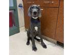 Adopt UNKNOWN a Great Dane
