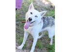 Adopt Delilah a White - with Black Husky / Mixed dog in Montgomery
