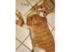 Adopt Tang a Orange or Red (Mostly) Domestic Shorthair (short coat) cat in
