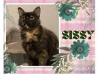 Adopt Sissy a Tortoiseshell Domestic Longhair / Mixed cat in Hamilton