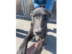 Adopt Marley a Labrador Retriever / Mixed dog in Beebe, AR (41499586)