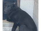 Adopt Maggie a Labrador Retriever / Mixed dog in Beebe, AR (41499585)