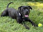 Adopt Athena a Black American Pit Bull Terrier / Labrador Retriever / Mixed dog