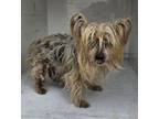 Adopt LIBERTY a Yorkshire Terrier