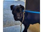 Adopt CHYNA a Pit Bull Terrier