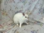 Adopt Q TIP a Bunny Rabbit
