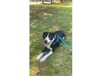 Adopt Nico a Black - with White American Pit Bull Terrier / Border Collie /