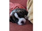 Adopt Deacon a Brindle - with White Boston Terrier / Cavalier King Charles