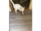 Adopt Melo a White (Mostly) Domestic Mediumhair / Mixed (medium coat) cat in