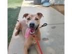 Adopt HAZE a American Staffordshire Terrier, Mixed Breed