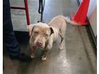 Adopt MERCEDES a Pit Bull Terrier, Mixed Breed