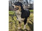 Adopt Rooster a Tricolor (Tan/Brown & Black & White) Australian Shepherd / Mixed
