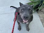 Adopt SHONDA a Pit Bull Terrier