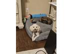 Adopt King Snow a Brindle Maltipoo / Mixed dog in Humble, TX (41499467)