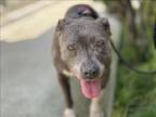 Adopt GUINEVERE a American Staffordshire Terrier