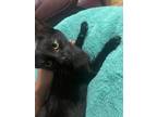 Adopt Luni a All Black Bombay / Mixed (short coat) cat in Dallas, TX (40938900)