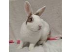 Adopt CINDERELLA a Bunny Rabbit