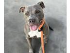 Adopt LEXY a Pit Bull Terrier, Mixed Breed