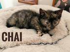 Adopt Chai a Tortoiseshell Domestic Shorthair (short coat) cat in Brick