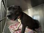 Adopt LOLA a Pit Bull Terrier