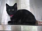 Adopt BEATRICE a Domestic Short Hair