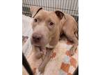 Adopt LIBBY a American Staffordshire Terrier
