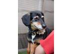 Adopt Snickers a Black - with Tan, Yellow or Fawn Dachshund / Mixed dog in