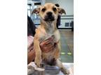 Adopt MARCY a Mixed Breed