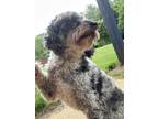 Adopt Zoey a Tricolor (Tan/Brown & Black & White) Aussiedoodle / Mixed dog in