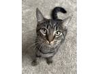 Adopt Rigby a Brown Tabby American Shorthair / Mixed (short coat) cat in