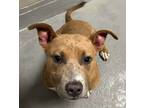 Adopt Party Marty a American Staffordshire Terrier / Mixed dog in Raleigh