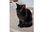Adopt Mr. Mets and Sampson 2 cats a All Black Domestic Shorthair / Mixed (medium