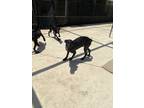 Adopt Hunter a Black Labrador Retriever / Australian Shepherd / Mixed dog in