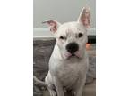 Adopt Miles a White American Staffordshire Terrier / American Pit Bull Terrier /
