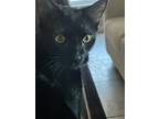 Adopt Sammy a Black (Mostly) American Shorthair / Mixed (short coat) cat in The