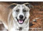 Adopt Austin #15341 a Tricolor (Tan/Brown & Black & White) Australian Shepherd /