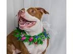 Adopt Radish a Red/Golden/Orange/Chestnut - with White American Staffordshire