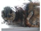 Adopt Noelle a Tortoiseshell American Shorthair / Mixed (short coat) cat in