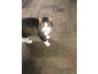 Adopt Lily a Black & White or Tuxedo Domestic Longhair / Mixed (medium coat) cat