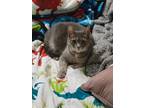 Adopt Cali a Gray or Blue Tabby / Mixed (short coat) cat in Sykesville